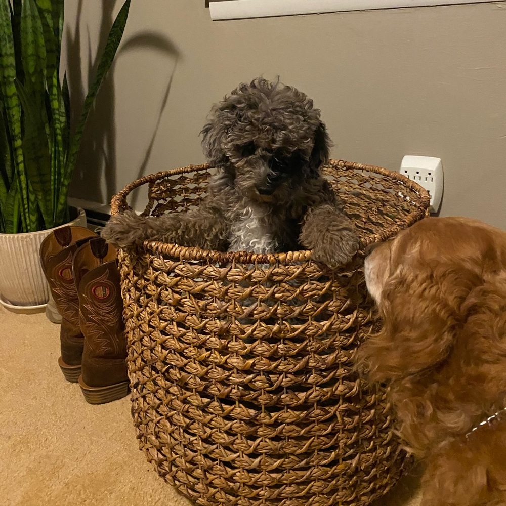 Meet your Posher, Marie